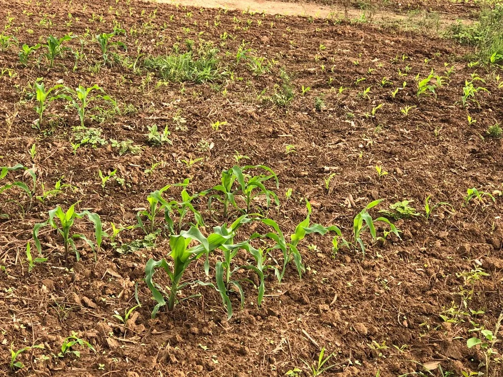 Produtor de Pinhão fala sobre impactos das chuvas no município