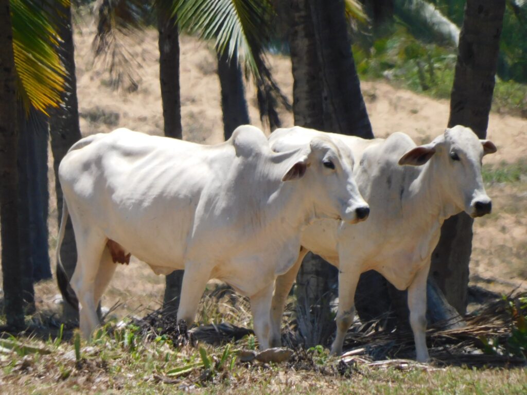 Polícia Civil recupera oito animais levados de propriedade rural de Lagarto