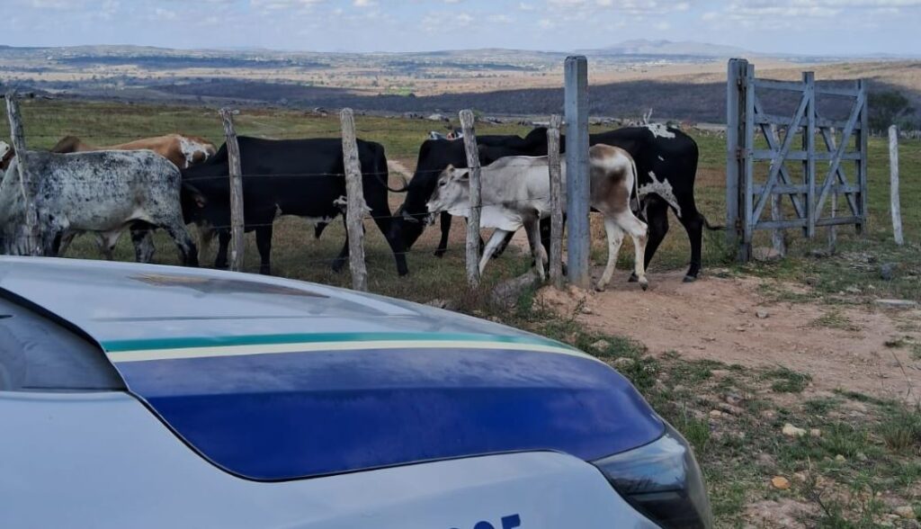 Ação conjunta recupera animais furtados de propriedade rural de Poço Verde